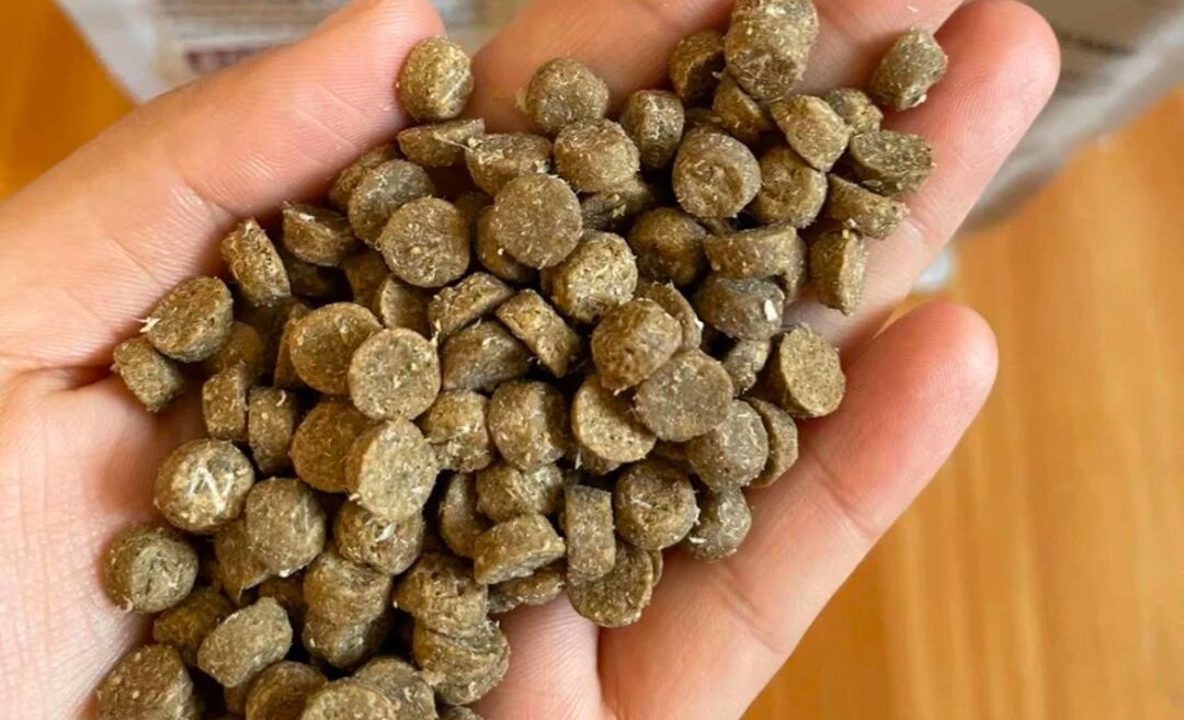 宠物闲谈|成为一名优秀的铲屎官从这里开始