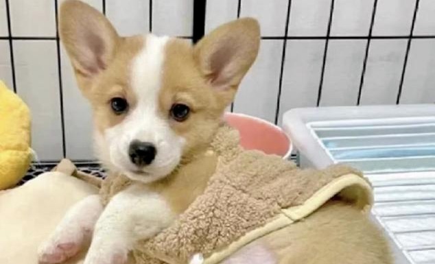 养宠优选|新手铲屎官选粮焦虑的福音